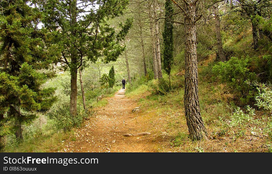 Path, Ecosystem, Woodland, Nature Reserve