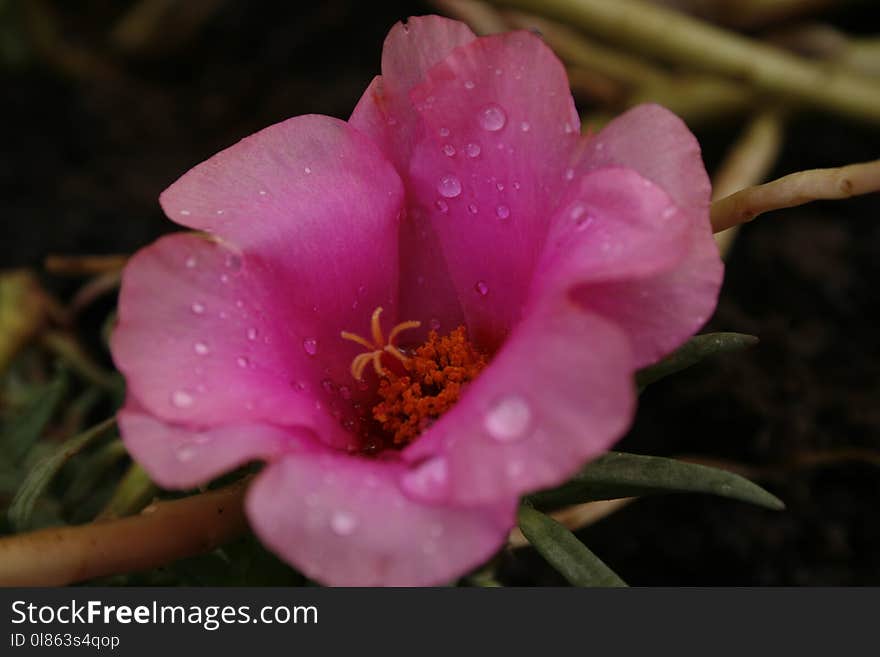 Flower, Flowering Plant, Plant, Close Up