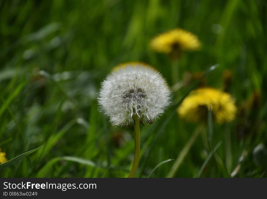 Flower, Dandelion, Flora, Grass