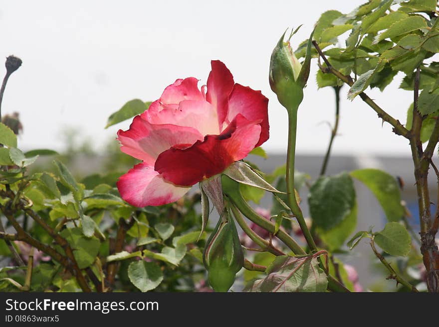 Flower, Plant, Rose Family, Flowering Plant