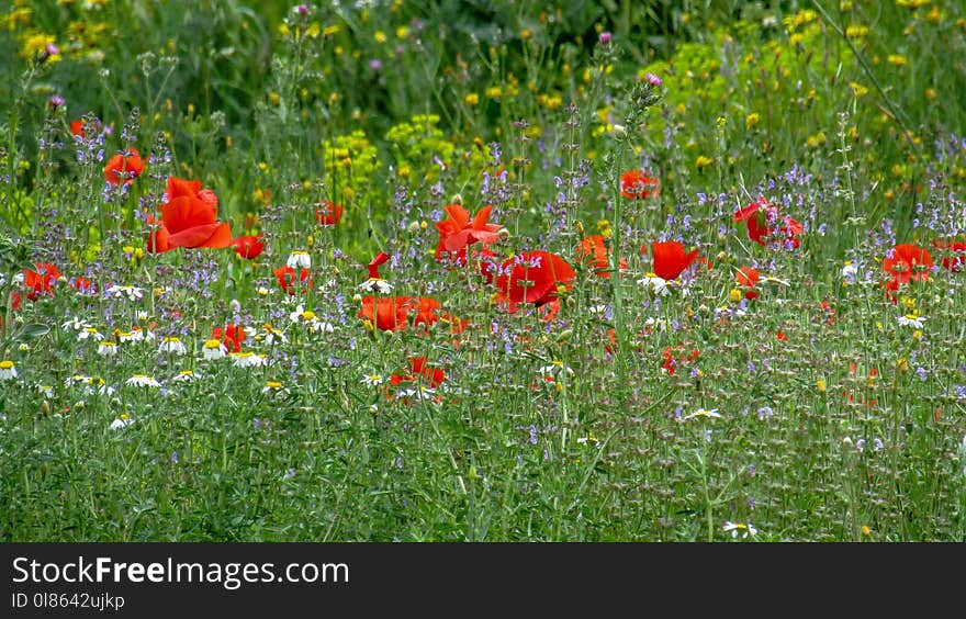 Flower, Ecosystem, Wildflower, Meadow