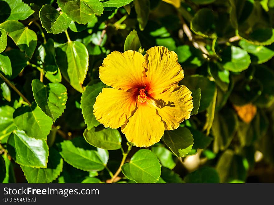 Flower, Plant, Yellow, Vegetation