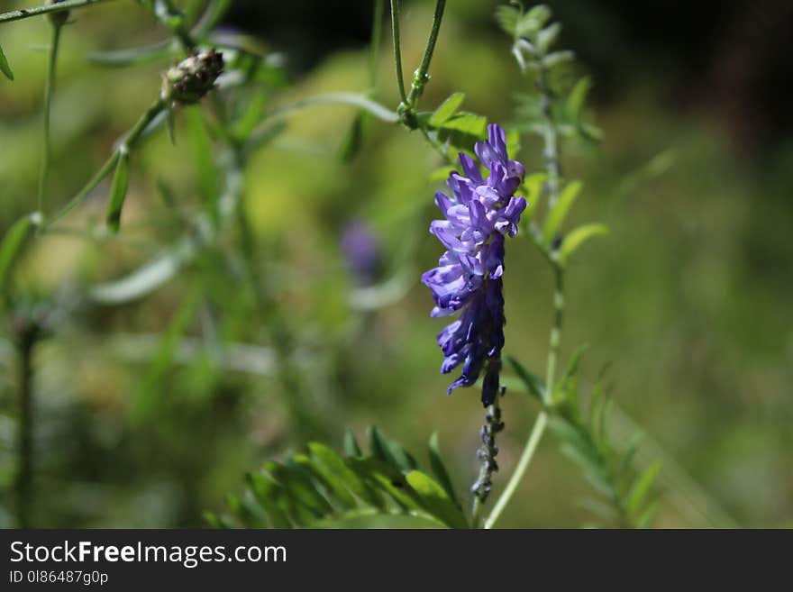 Flora, Plant, Pollinator, Hyssopus