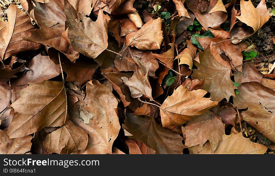 Leaf, Autumn, Deciduous, Plant