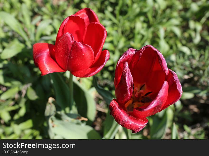 Flower, Plant, Flowering Plant, Tulip