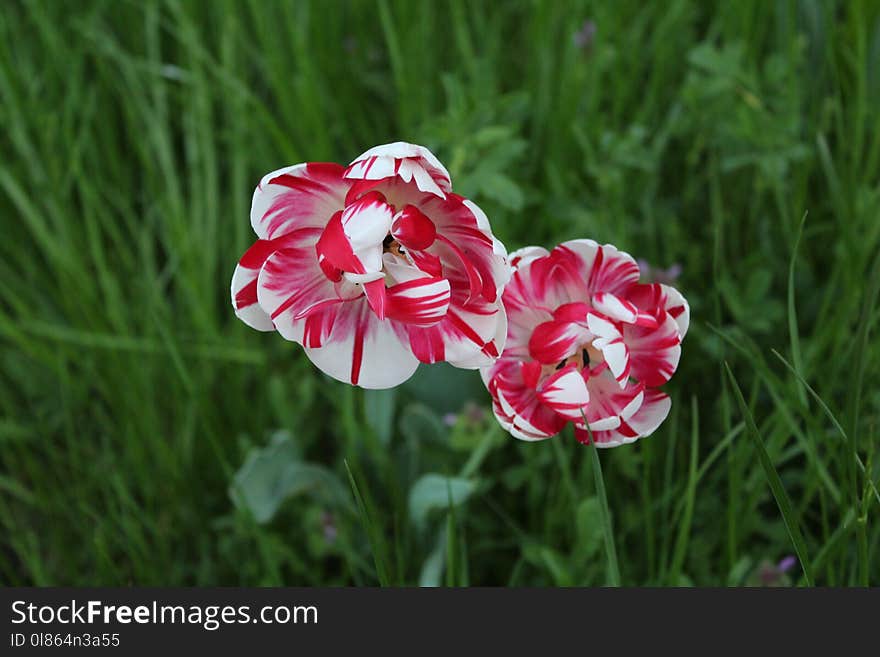 Flower, Plant, Wildflower, Flowering Plant