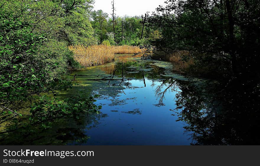 Reflection, Water, Nature, Body Of Water