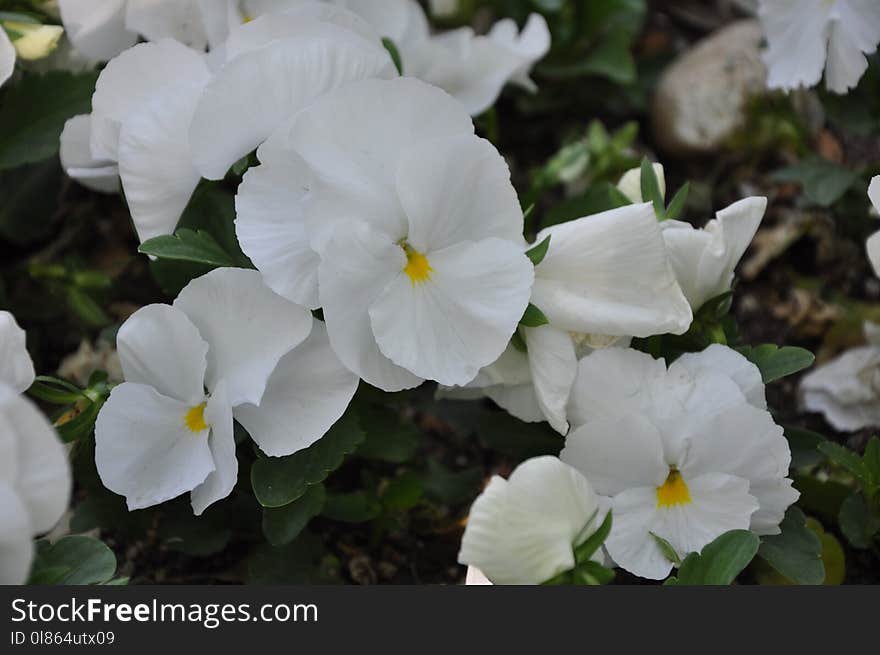 Flower, Plant, Pansy, Flowering Plant