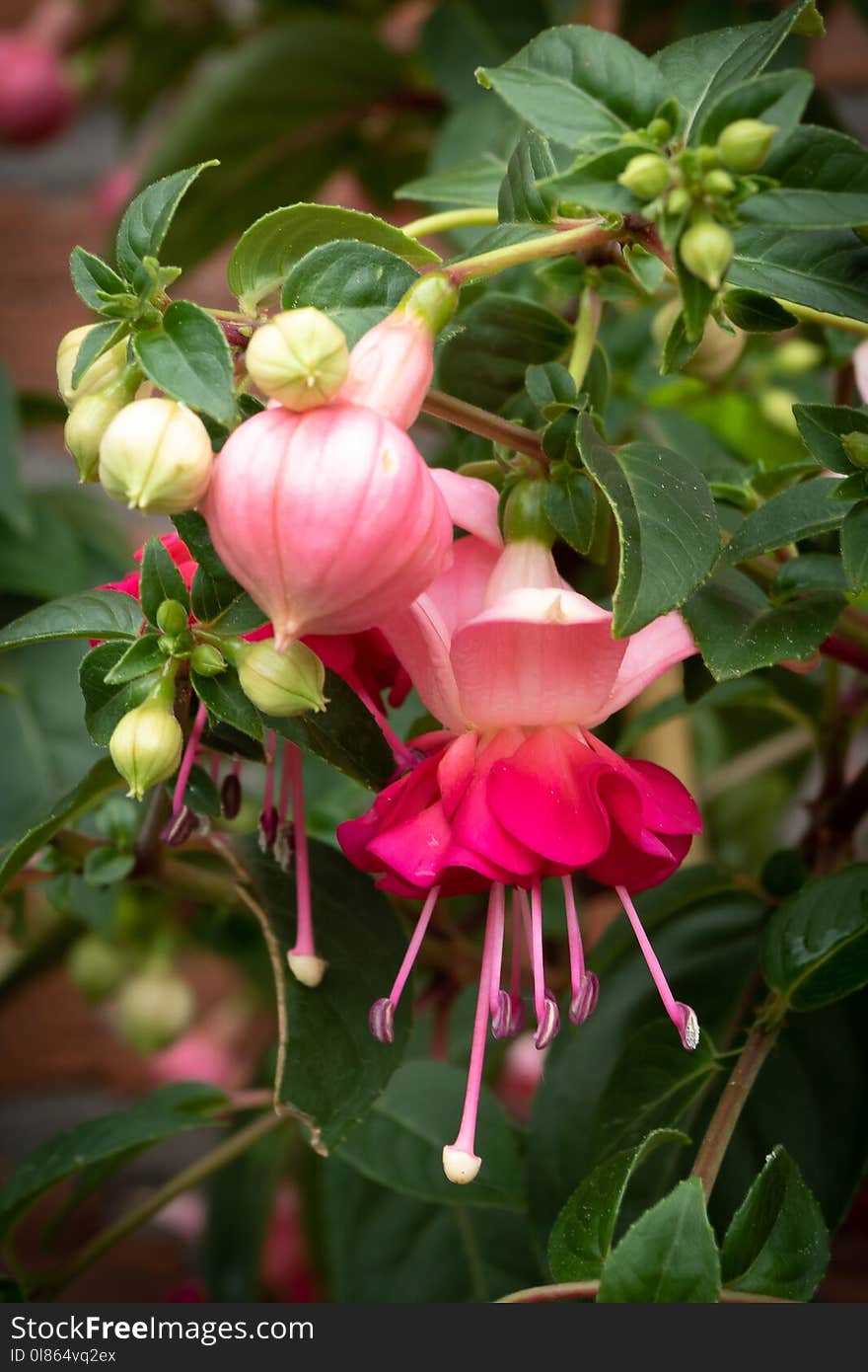 Flower, Plant, Flowering Plant, Pink