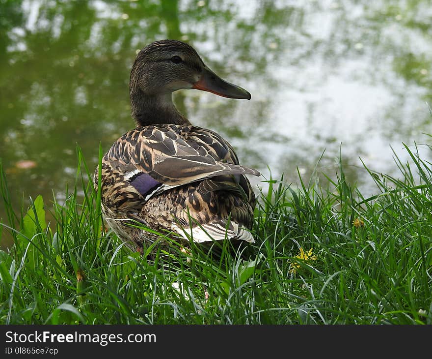 Bird, Duck, Ecosystem, Mallard