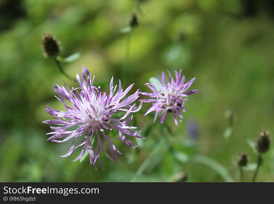 Flower, Flora, Plant, Thistle