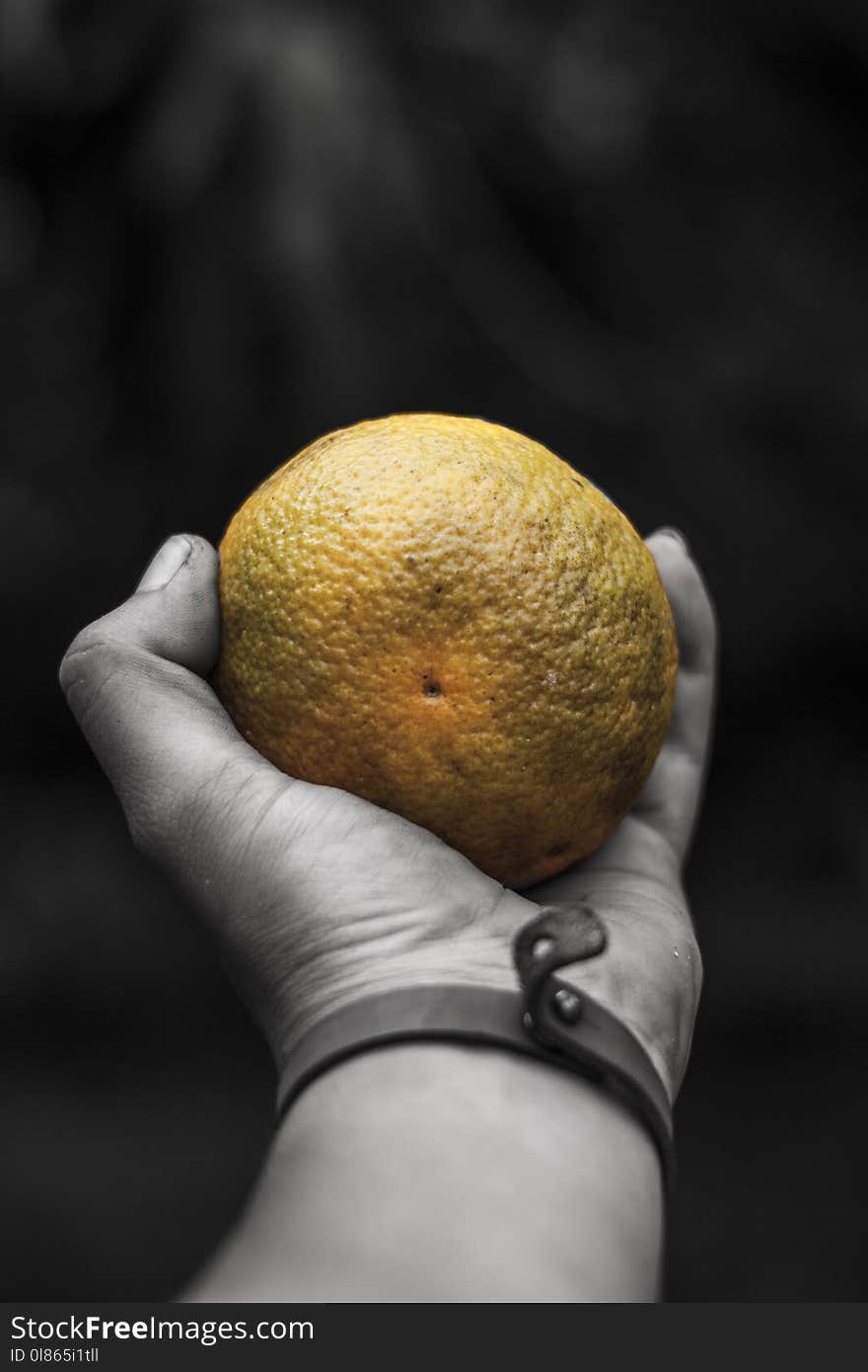 Still Life Photography, Close Up, Hand, Produce