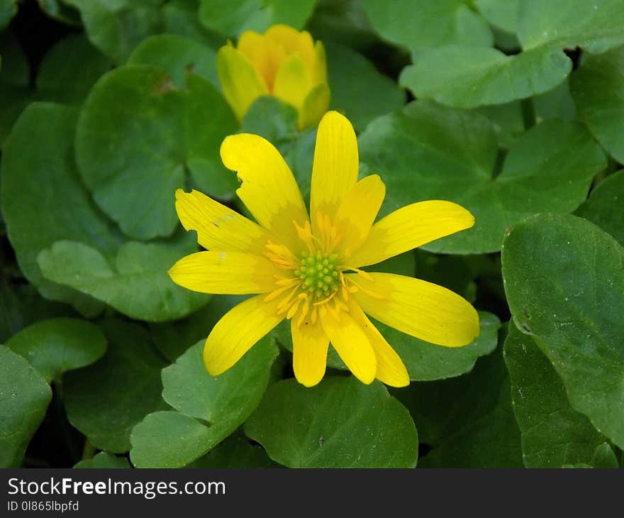 Flower, Yellow, Plant, Flora