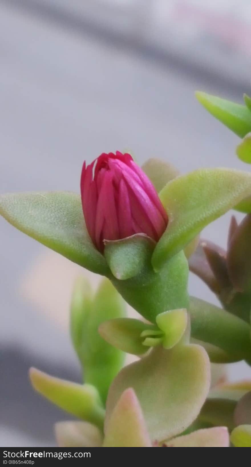 Flower, Plant, Flora, Close Up