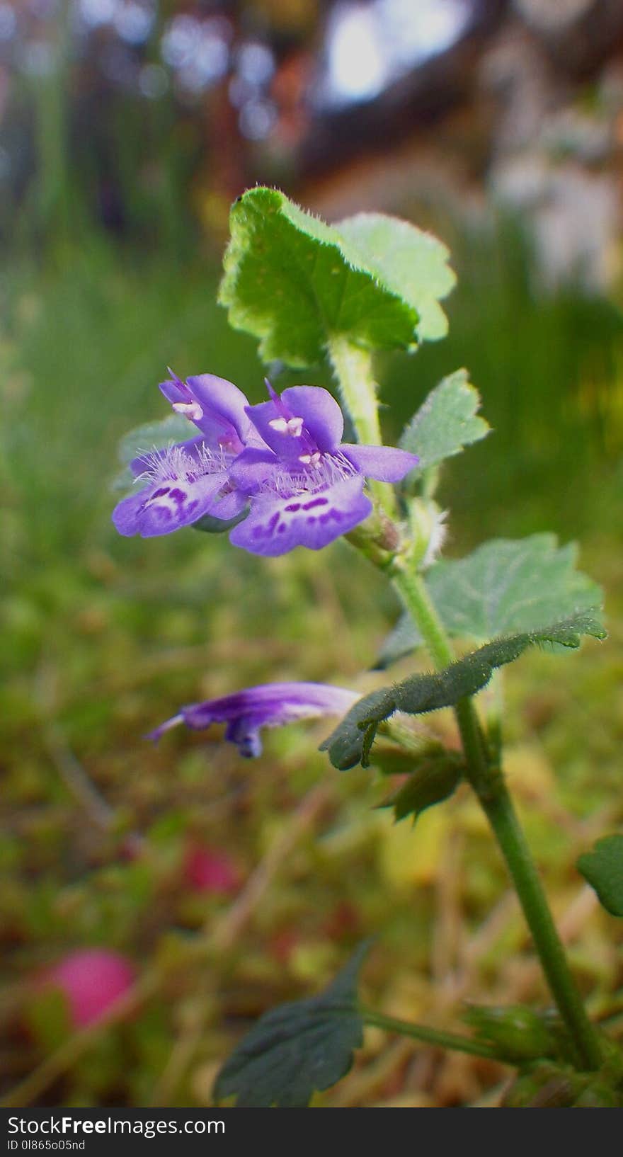 Flora, Flower, Plant, Bellflower Family