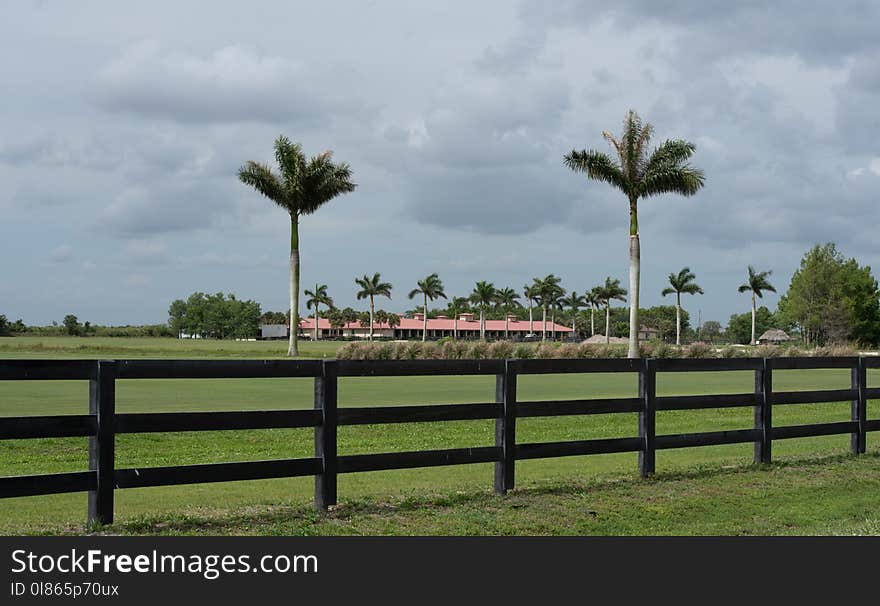 Field, Tree, Sky, Farm