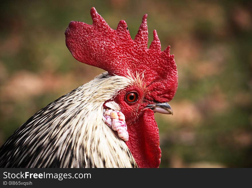 Chicken, Beak, Galliformes, Rooster