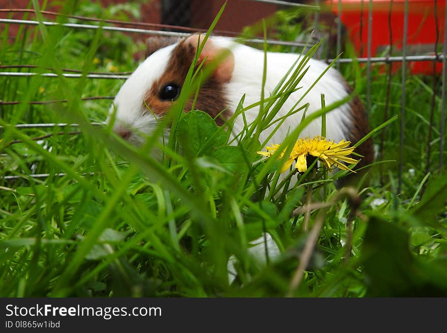 Fauna, Mammal, Grass, Whiskers