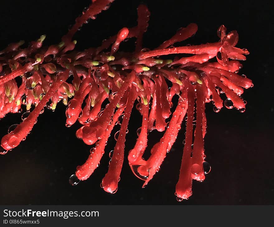 Red, Organism, Macro Photography