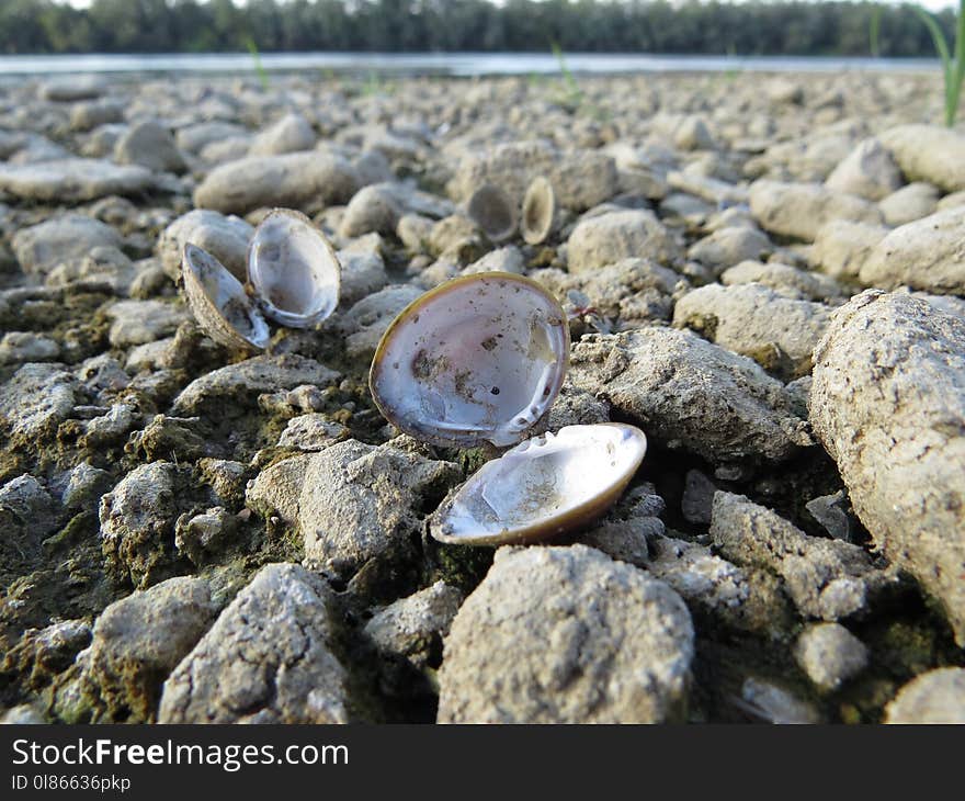 Clams Oysters Mussels And Scallops, Water, Clam, Rock