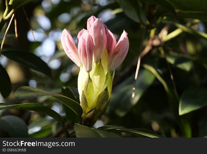 Plant, Flower, Flora, Flowering Plant