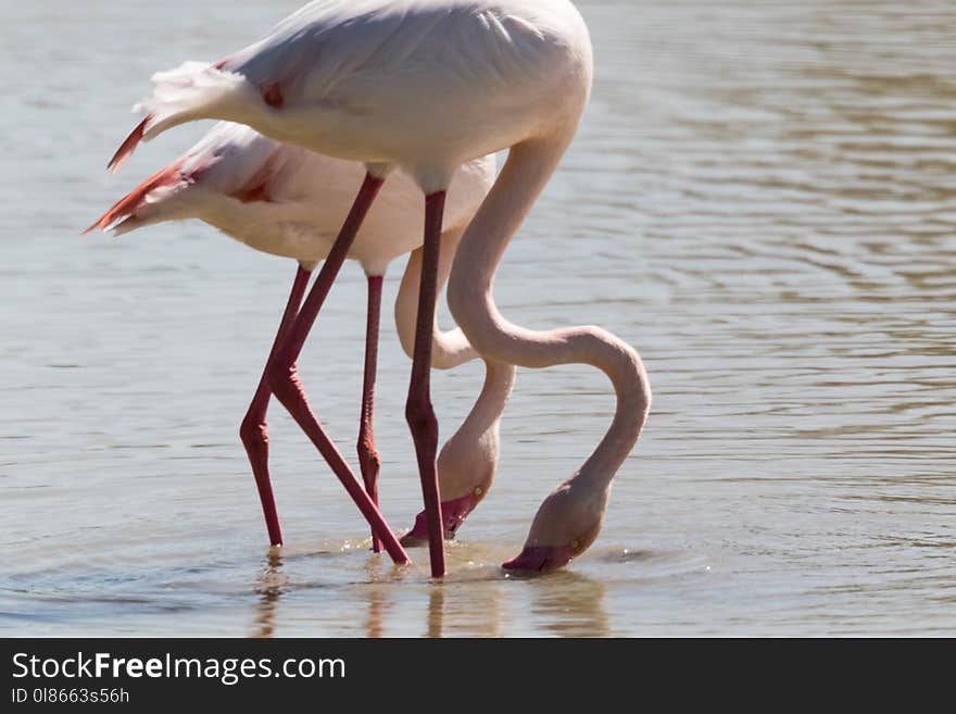 Bird, Flamingo, Water Bird, Beak