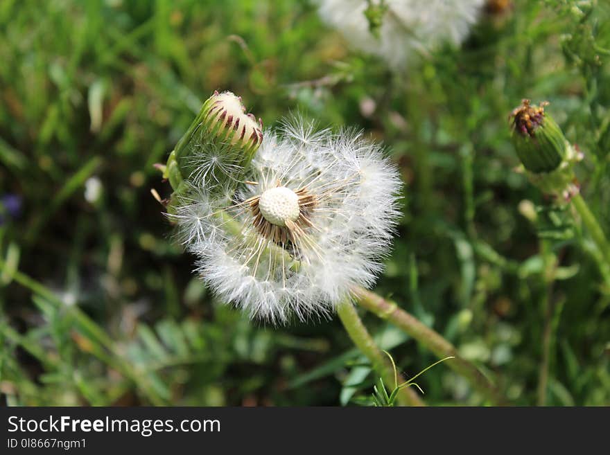 Plant, Flora, Flower, Dandelion