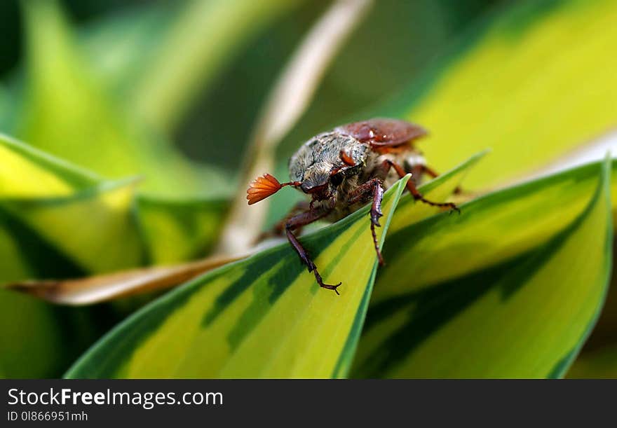 Insect, Pest, Macro Photography, Close Up