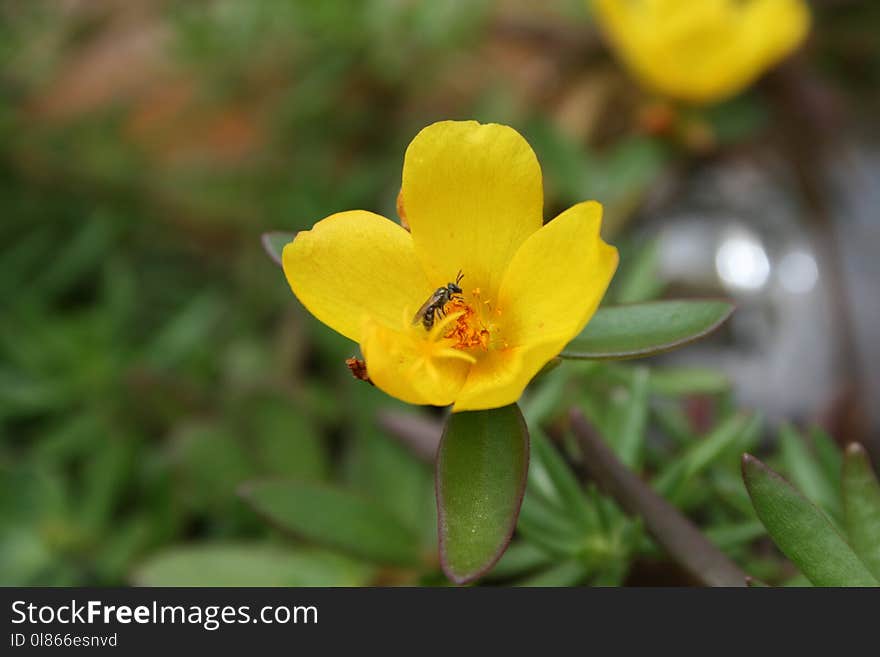 Flower, Yellow, Flora, Wildflower