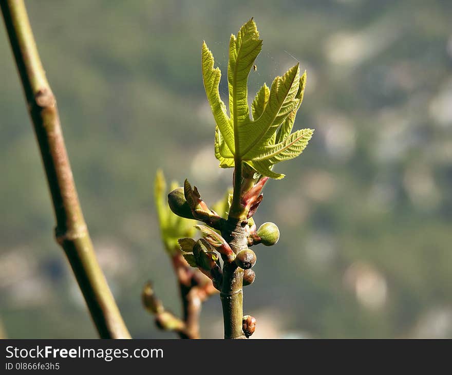 Leaf, Plant, Bud, Twig