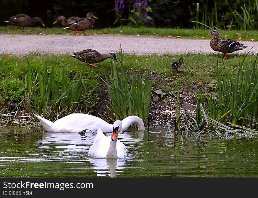 Bird, Water, Fauna, Pond