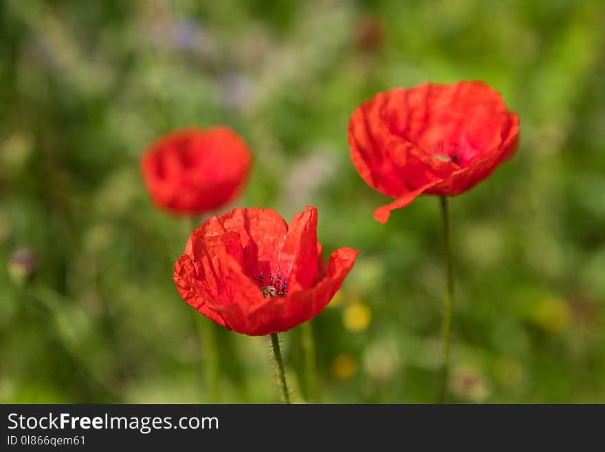 Flower, Wildflower, Poppy, Meadow