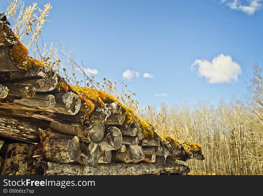 Sky, Tree, Rock, Outcrop