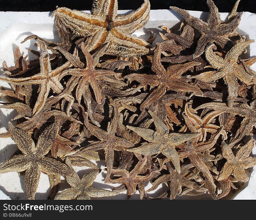 Starfish, Echinoderm, Dianhong