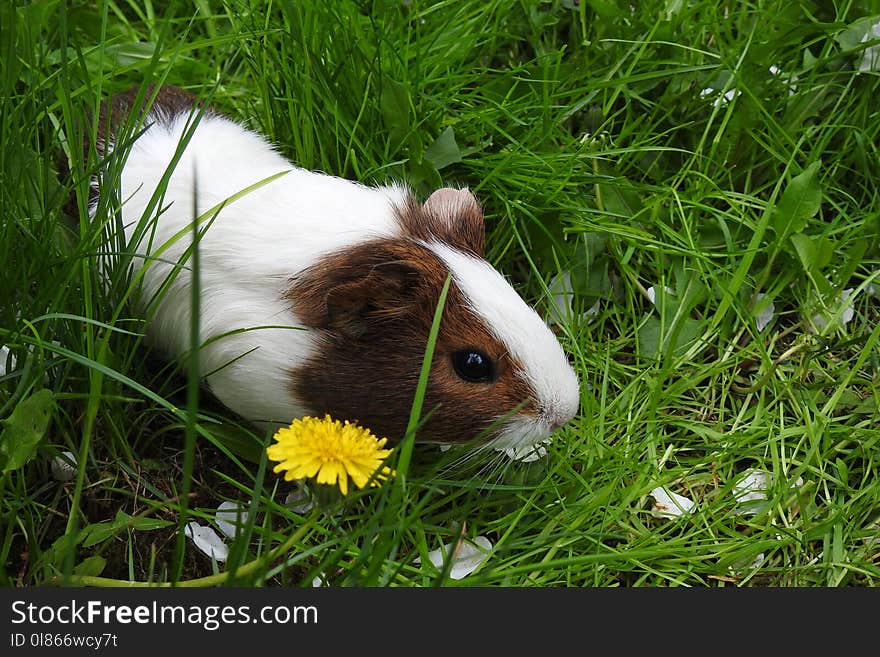 Fauna, Grass, Guinea Pig, Rodent