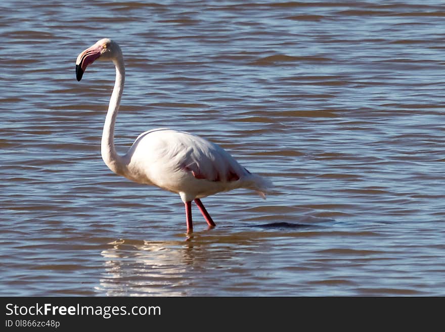 Bird, Flamingo, Water Bird, Fauna