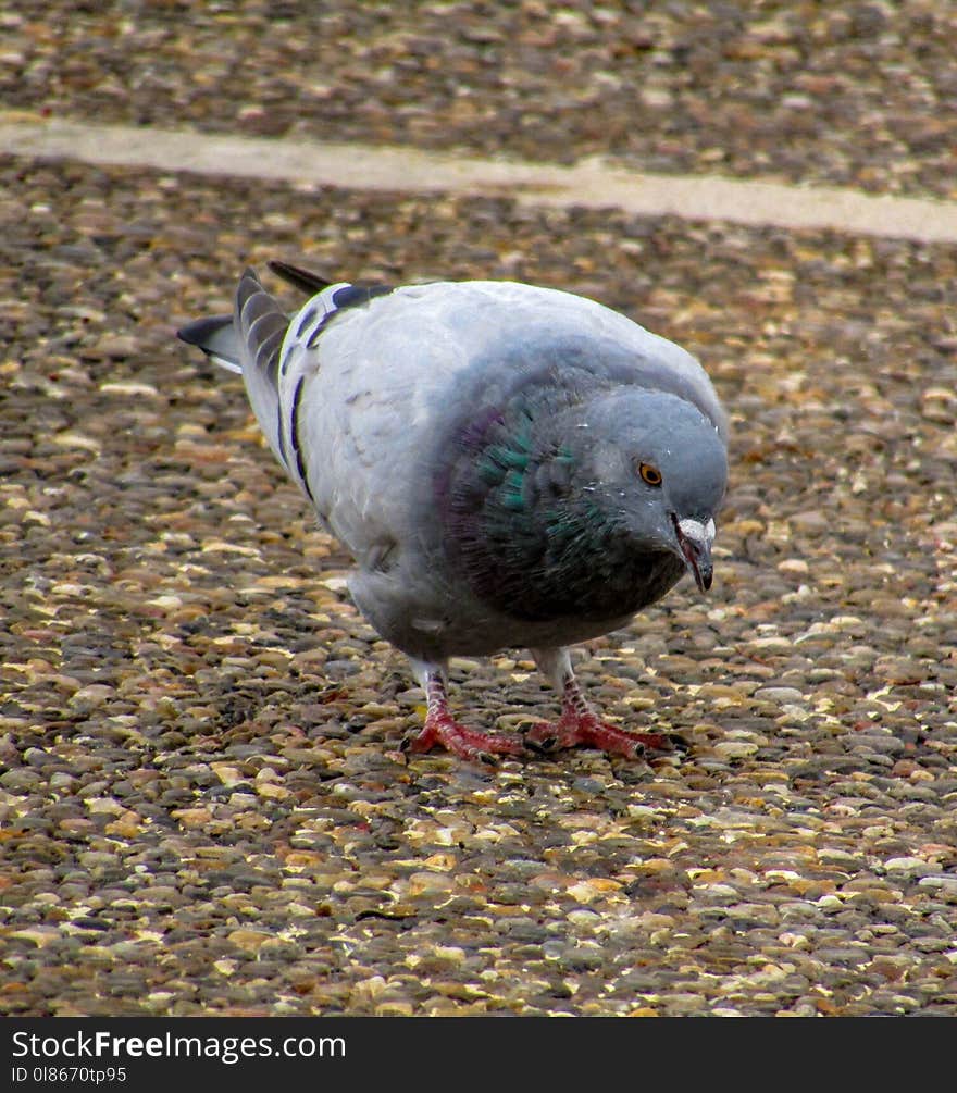 Bird, Fauna, Pigeons And Doves, Beak