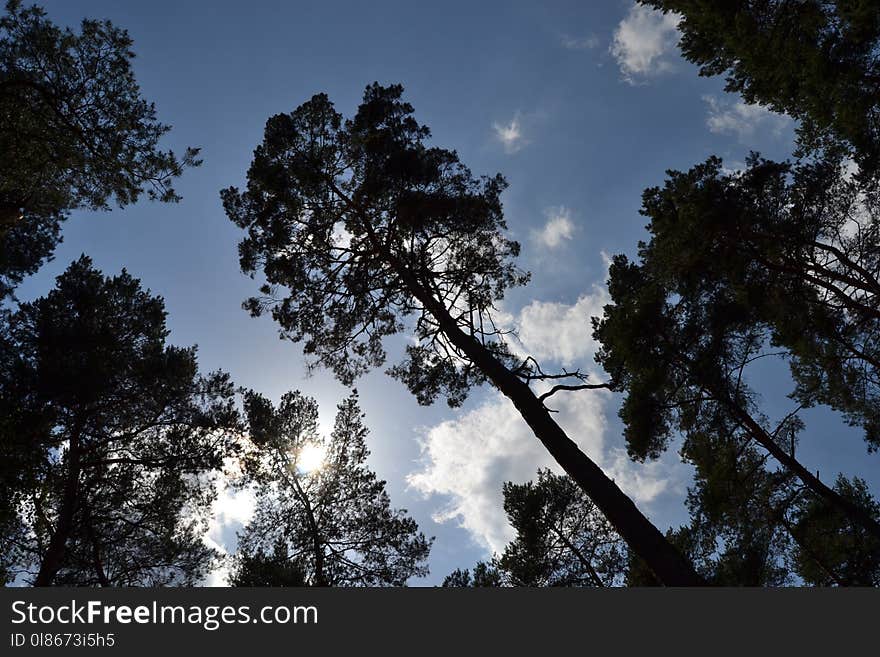 Sky, Tree, Cloud, Nature