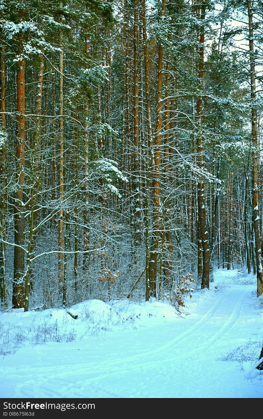 Snow, Winter, Nature, Ecosystem