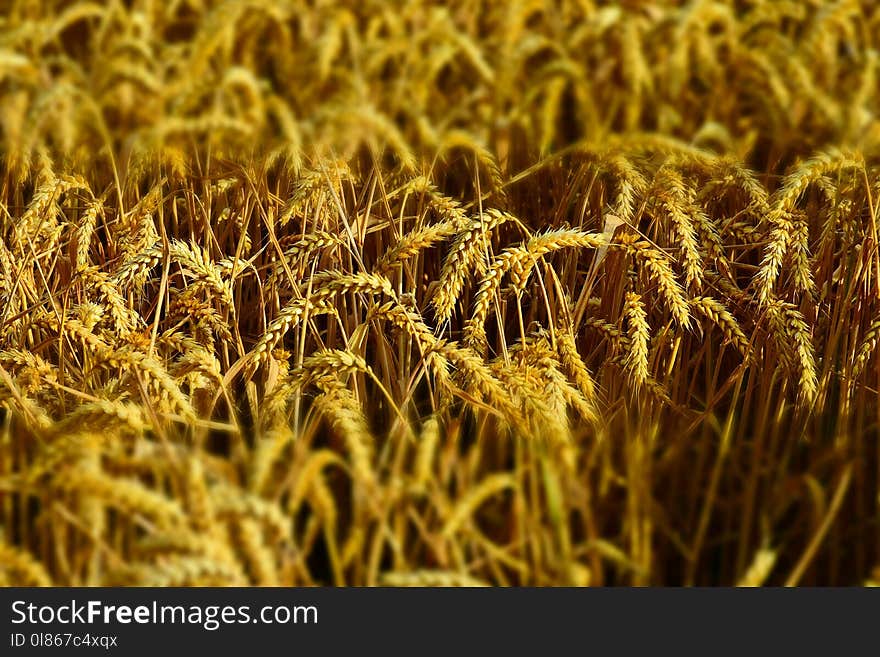 Wheat, Food Grain, Grain, Crop