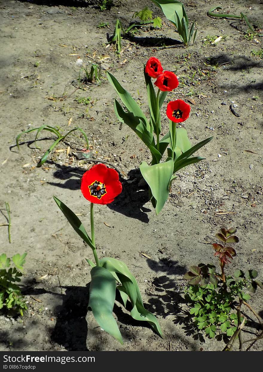 Flower, Plant, Flowering Plant, Flora