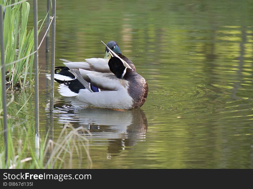 Bird, Duck, Water, Fauna