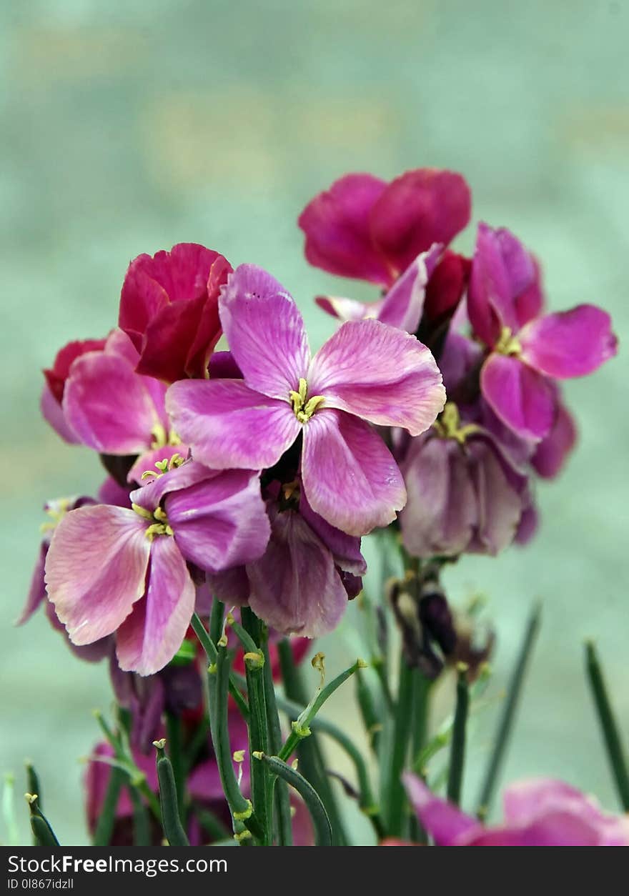 Flower, Pink, Flora, Plant