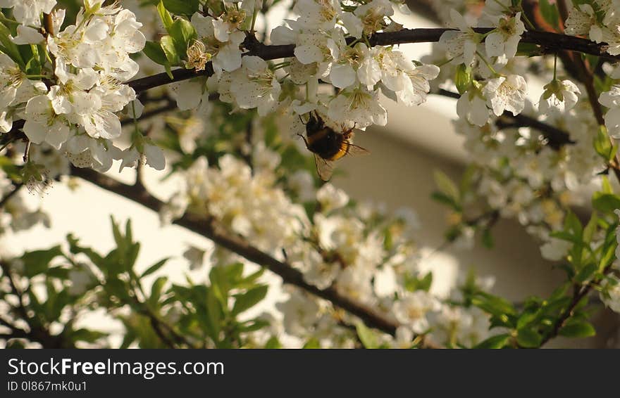 Blossom, Branch, Spring, Membrane Winged Insect