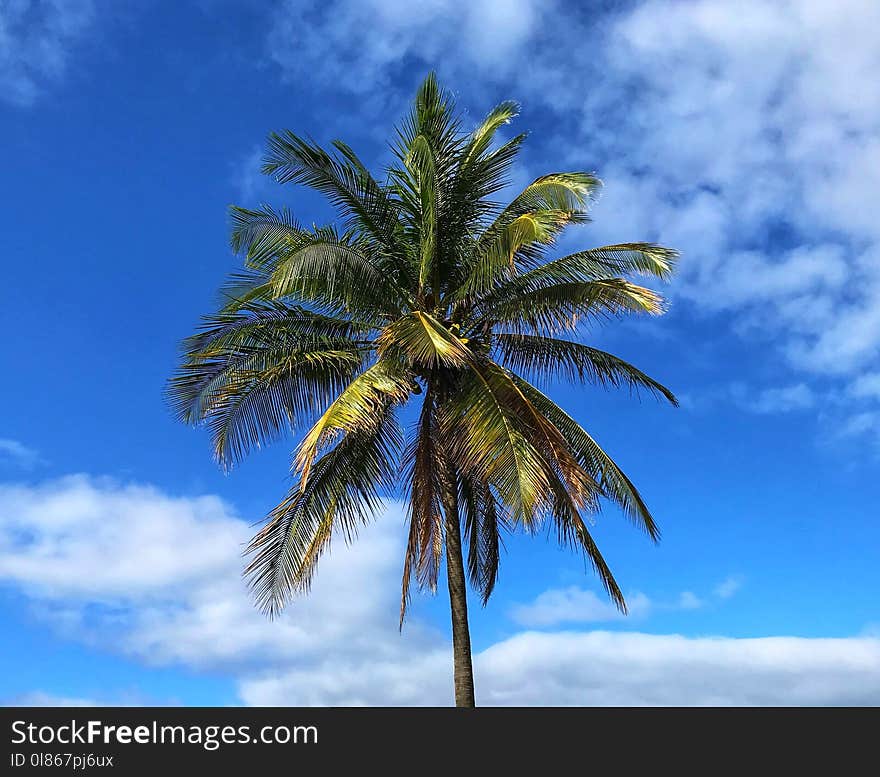 Sky, Tree, Palm Tree, Arecales