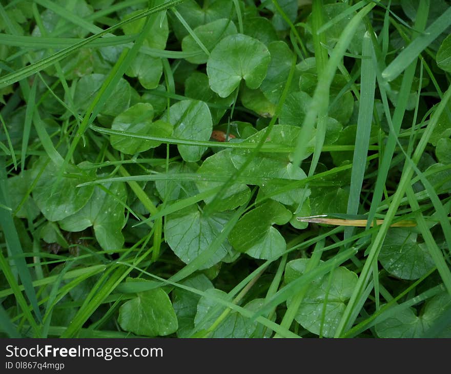 Plant, Grass, Leaf, Herb