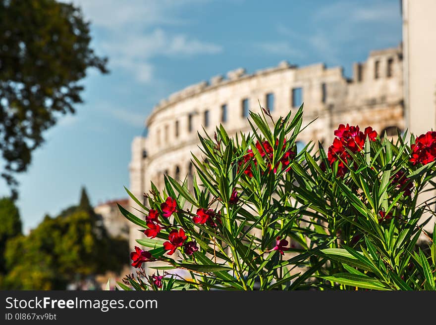 Flower, Plant, Sky, Landmark