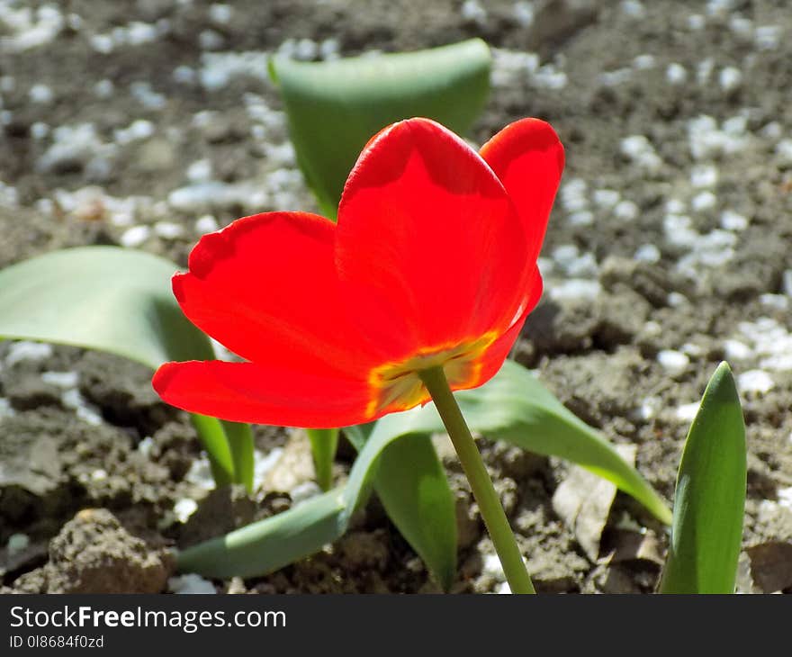 Flower, Plant, Flowering Plant, Tulip