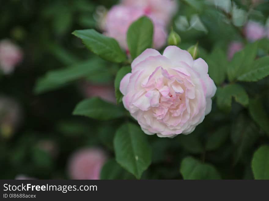 Flower, Rose, Rose Family, Plant