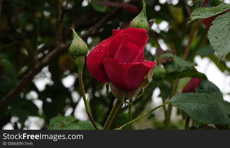 Rose Family, Rose, Flower, Plant